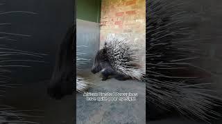 A day in the life of a Porcupine at Shepreth Wildlife Park #shorts #planetzoo