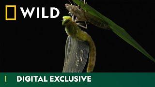 From Nymph to Wings The Dragonfly Life Cycle  Asia’s Weirdest  National Geographic Wild UK