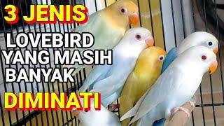 3 JENIS LOVEBIRD YANG MASIH BANYAK DIMINATI DAN DIBURU