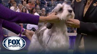 Buddy Holly the Petit Basset Griffon Vendéen wins Best in Show  Westminster Kennel Club