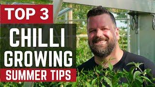 Top 3 Tips to Get a MASSIVE Chilli Pepper Harvest