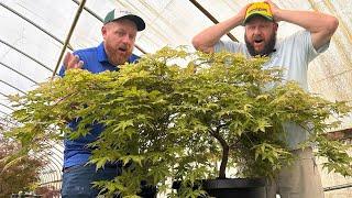 Top 5 Most Outrageous Japanese Maples at Buchholz Nursery 2024 edition