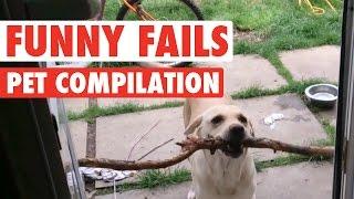 Funny Dogs And Cats  Silly Pet Fails Compilation