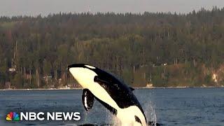 U.S. Coast Guard launches pilot program to save threatened whales