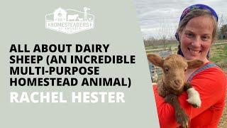 All About Dairy Sheep An Incredible Multi-Purpose Homestead Animal  Rachel of Whoopsy Daisy Farm