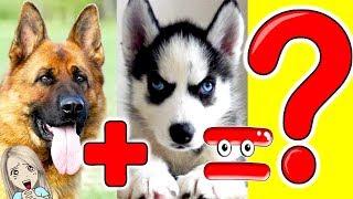 The most lovely hybrid dogs of different breeds  MoMo