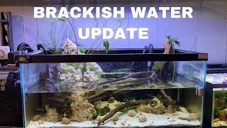 BRACKISH WATER TANK UPDATE