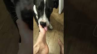 Kids puppy lick mommy feet