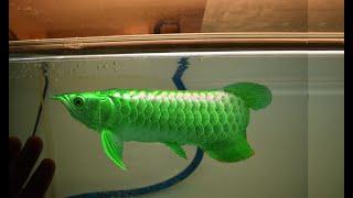 RARE ASIAN AROWANA FISHES AROUND THE WORLD @ThinkAboutnature #arowana #beautiful #fish