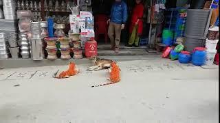 Sleeping Dog Gets Scared of Toy Tigers Upon Waking - 1108857-2