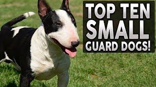 Top 10 SMALL Guard Dog Breeds