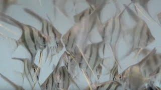 Altum Angelfish Eating Vita Complete Fish Food