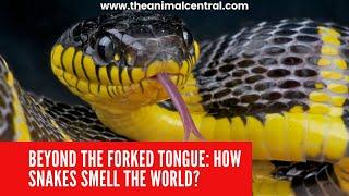 Beyond the Forked Tongue How Snakes Actually Smell the World Around Them?