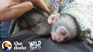 Couple Drops Everything to Save Thousands of Vervet Monkeys  The Dodo Wild Hearts