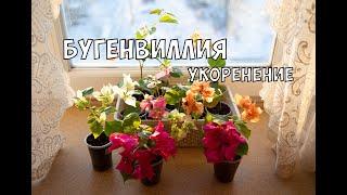 БУГЕНВИЛЛИЯ УКОРЕНЕНИЕ ЗИМОЙ