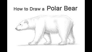 How to Draw a Polar Bear