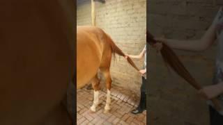 Horse Massage #2.4