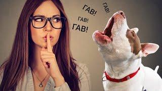 Как отучить собаку лаять без повода? 5 простых способов