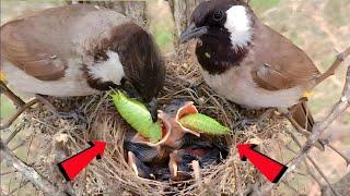 Yellow-Vented Bulbul feeding extraordinarily enormous worm to young babies @BirdPlusNature