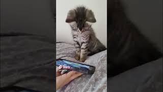 My Cute Kitten Watched YouTube to Wind Down at The End Of The Day