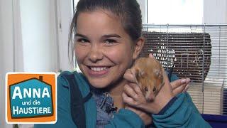 Hamster  Reportage für Kinder  Anna und die Haustiere