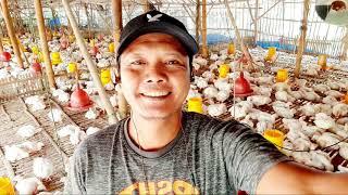 vitamin ayam broiler umur 29 hari dan timbang ayam pedaging