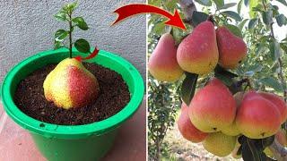 This FARMER is a GENIUS. Propagate plants from FRUIT and its surprising  Relax Garden