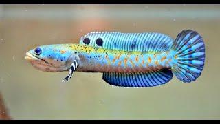 Top 10 Most Beautiful Channa Barca  Amazing Snakehead Fish of All Time