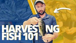 How To Harvest Fish In Your Pond  A Fisheries Biologists Perspective