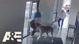 Great Dane Fights Off Intruder During Home Robbery  An Animal Saved My Life  A&E