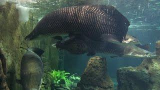 SUPER LARGE ARAPAIMA GIGAS FISH prod. by LEON  Vid. by dbuulik