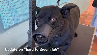 Update on “Hard to Groom Lab”