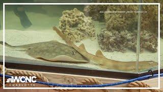 Pregnant stingray develops rare disease