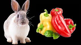 Можно ли кроликам болгарский перец и ботву от перца