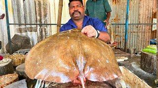 KASIMEDU  SPEED SELVAM  BUTTERFLY RAY FISH CUTTING VIDEO  IN KASIMEDU  FF CUTTING 