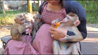 Mom give milk to new abandoned make Angela & Shakira jealous of him. new boy use straw to drink milk