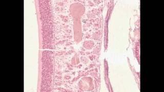 Shotgun Histology Nasal Cavity