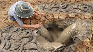 Unique Fishing  Man Catching Giant Catfish In Dry Season