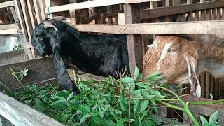 mitos apa fakta kambing bunting di pakan daun randu bisa keguguran #ternakkambing #kemitraankambing