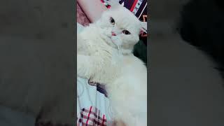 ekspresi kucing marah bt lucu banget #shorts #funncat