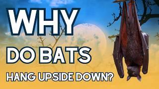 Mysterious Creatures Living Upside Down BATS  Animal Facts