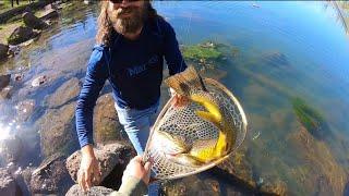 Catching a TIGER TROUT of a LIFETIME He Won’t Fit in the Net