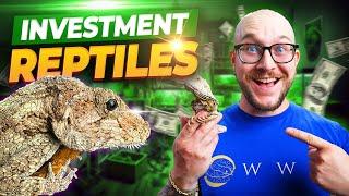 Im Investing ALL OF MY MONEY On THESE Reptiles Making Money With Reptiles