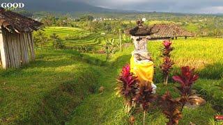 Walk along the beautiful Rice Terraces in Bali Indonesia  Jatiluwih