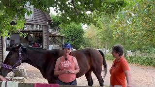 Student Gets Help with Headshaking Horse  Holistic Horseworks