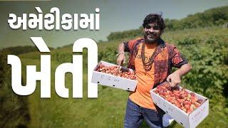 અમેરીકા મા ખેતી । Khajur Bhai VLOGS  Jigli and Khajur  Nitin Jani  Chicago  USA  Khajur Comedy