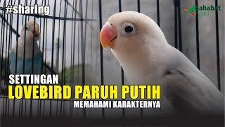 Sharing Setingan Lovebird Paruh Putih & Memahami Karakter