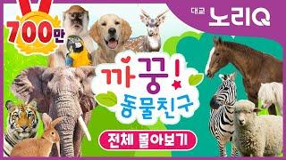 까꿍 동물친구ㅣ자연관찰ㅣ전편 몰아보기 126화ㅣBabies&KidsㅣPikaboo Animal friendsㅣDaekyo noriQ l 대교 노리Q