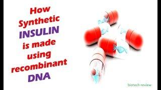 How synthetic Insulin is made using Recombinant DNA Technology  From Bacteria