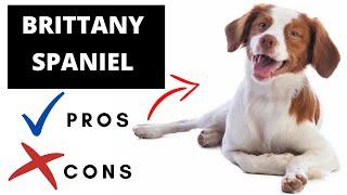 Brittany Spaniel Pros And Cons  Should You REALLY Get A BRITTANY SPANIEL?